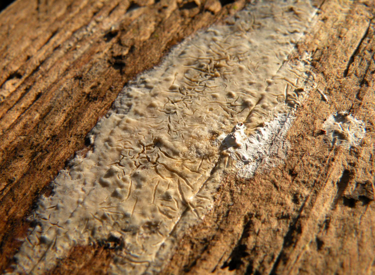 Su un legno in giardino
